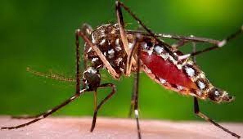 30 more with dengue hospitalised in Dhaka in 24 hours-bb36675750ed615db6944e2f58d9abad1625331747.jpg